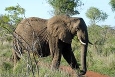 Afrikanischer Elefant (28 von 131).jpg
